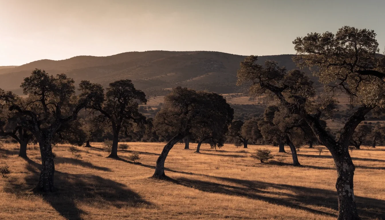 Dehesa de encinas y alcornoques al atardecer con la sierra al fondo