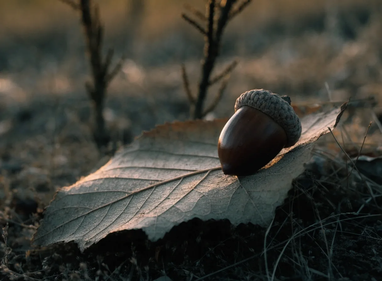 Detalle de hoja de encina y bellota sobre el suelo de una dehesa al atardecer