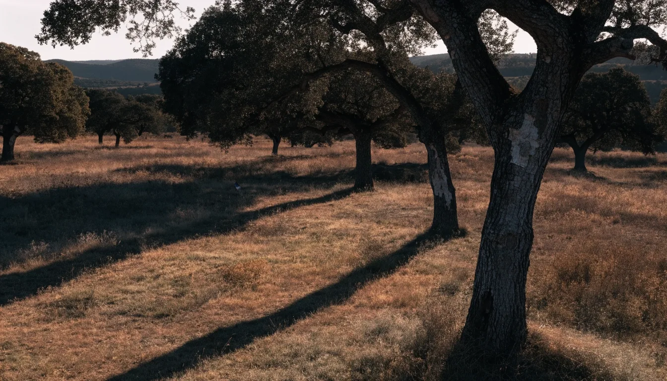 Dehesa de encinas y alcornoques al atardecer, con sombras largas sobre el pasto seco