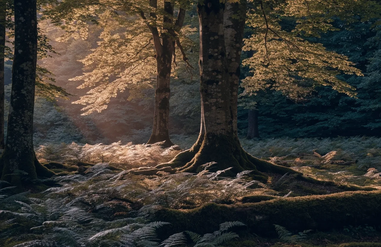 Bosque atlántico de hayas y musgo en las cotas bajas de Picos de Europa