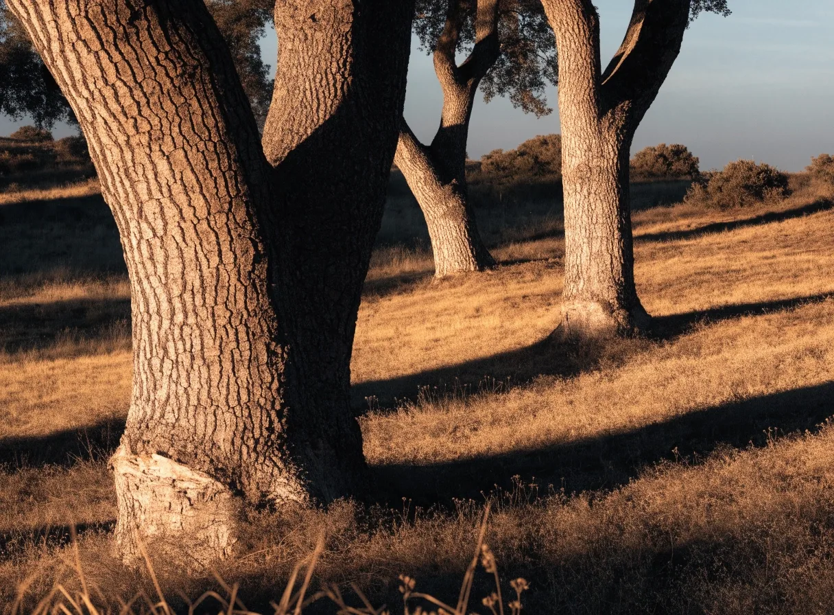 Dehesa de encinas al atardecer con sombras largas sobre el pastizal